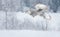 Great grey owl in flight