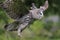 Great Grey Owl flying in the forest, Quebec