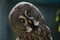 The great grey owl or great gray owl Strix nebulosa