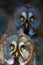 Great grey owl or great gray owl Strix nebulosa, portrait with dark background. Portrait of the big owl with other owl in