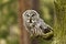 The Great Grey Owl or Lapland Owl, Strix nebulosa