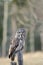 Great Grey Owl Perched