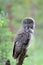 Great Grey owl perched on branch