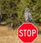 Great Grey Owl perched on a stop sign and staring in to camera in Yellowstone National Park