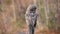 A Great Grey Owl Portrait