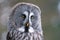 Great grey owl portrait. Closeup big owl with blurred background. Strix nebulosa. Symbol of wisdom.