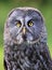 Great Grey Owl portrait in the forest, Quebec