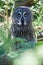 Great Grey Owl Skansen Park Stockholm Sweden