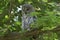Great Grey Owl sleeping in a tree
