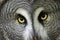 Great grey owl with staring eyes