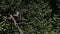 Great Grey Owl, strix nebulosa, Adult in Flight, Landing on Branch