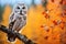 Great grey owl Strix nebulosa in autumn forest, Autumn in nature with owl. Ural Owl, Strix uralensis, sitting on tree branch with