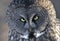 A Great grey owl Strix nebulosa closeup hunts in the winter snow in Canada