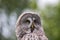 Great grey owl Strix nebulosa face. Bird facial disc close-up