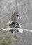 A Great grey owl Strix nebulosa with feathers flying in the wind hunts in the winter snow in Canada