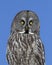 A Great grey owl, Strix nebulosa isolated against a blue background perched in a tree hunting in Canada