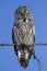 A Great grey owl, Strix nebulosa isolated against a blue background perched in a tree hunting in Canada