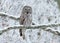 Great Grey Owl Strix nebulosa perched on a tree