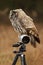 Great grey owl, Strix nebulosa, sitting on tripod with white long lens
