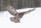 A Great grey owl Strix nebulosa with wings spread out pounces on prey as he hunts in the winter snow in Canada