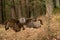 Great grey owl with wide wingspan landing in the forest.