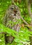 Great grey owl yawning sitting in a tree