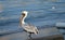 Great grey pelican at Manzanillo beach. Colima