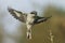 A great grey shrike approaching a twig with food