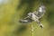 A great grey shrike approaching a twig with food