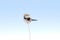 Great Grey Shrike / Lanius excubitor