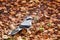 Great grey Shrike in search of food