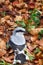 Great grey Shrike in search of food