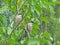 Great grey shrikes in the branches