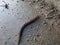 Great grey slug or Leopard slug (Limax maximus) crawling on a concrete. The body is grey longitudinally