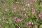 Great hairy willowherb or Epilobium hirsutum in wild nature