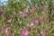 Great hairy willowherb or Epilobium hirsutum in wild nature