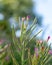 Great hairy willowherb pink flower - Latin name - Epilobium hirsutum