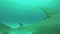 Great hammer fish attack cameraman underwater. Ocean wildlife. Depth. Diver