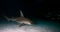 Great hammerhead