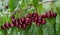 Great harvest of ripe red cherries on a tree branch.