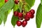 Great harvest of ripe red cherries on a tree branch.