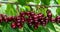 A great harvest of ripe red cherries on a tree branch