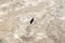 At a great height above the Judean Desert a black raven hovers
