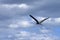 Great heron flying over lake.