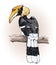 Great hornbill