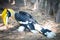 Great hornbill