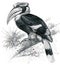 Great Hornbill