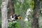 The great hornbill