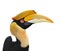 Great hornbill