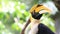 Great Hornbill bird, HD Clip.